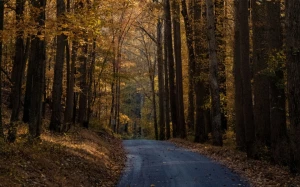 95ceef49-1d10-4f3e-a0e9-010dc4982e3c