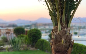 e6a91e01-afbd-470f-9cfc-043f06ff2d74