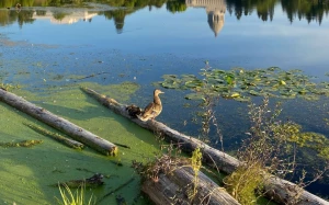 86d7ed15-db81-4d66-9d6d-1379245d79f5