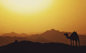 d4a3aa8f-aaa8-4bd8-83e9-03612a54ff91