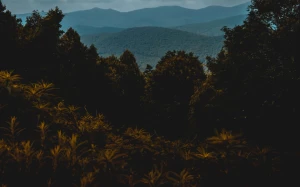 491021cf-4d3e-423a-afe3-a8912d396b04