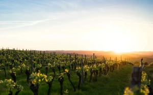 825c338e-2d64-4d09-8c96-40cf5679305d