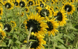 bd11abfb-98e3-4757-8058-446d8dfd387d