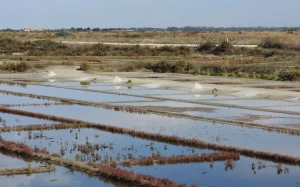 d9c3fce2-8b3d-49c2-831c-fc3386953c2f