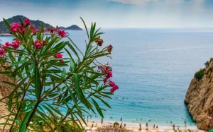 4f135d0e-201d-40b2-ae08-00a3afbea06a