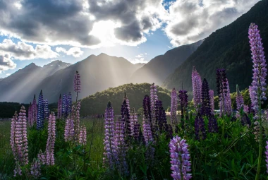 New Zealand Airport Transfer