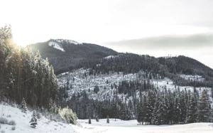 87010704-2b50-4309-8c91-63d1f4b271d4