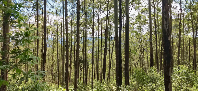 The Most Beautiful Forests in the World