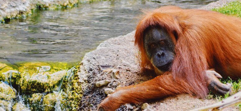 17 Best Zoos in the United States