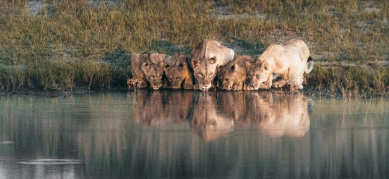 The Top 10 Places to See Wildlife in Africa