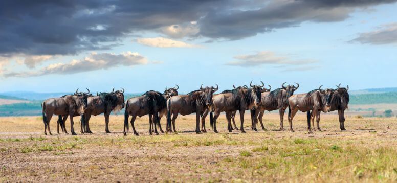 The Top 10 Places to See Wildlife in Africa