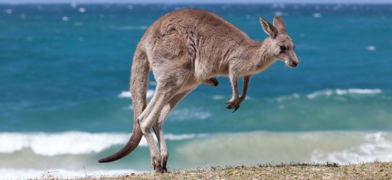Things to Do in Australia - Feel the Australian Culture