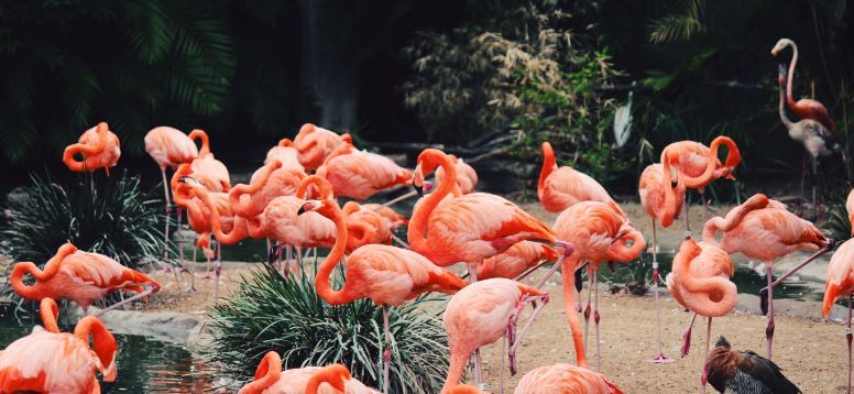 17 Best Zoos in the United States