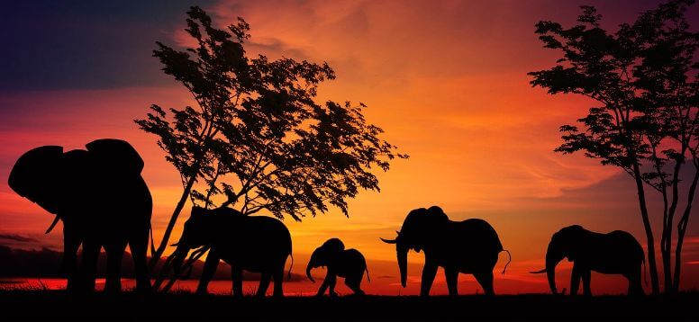 Top 10 Safari Tours - Safari Destinations in Tanzania