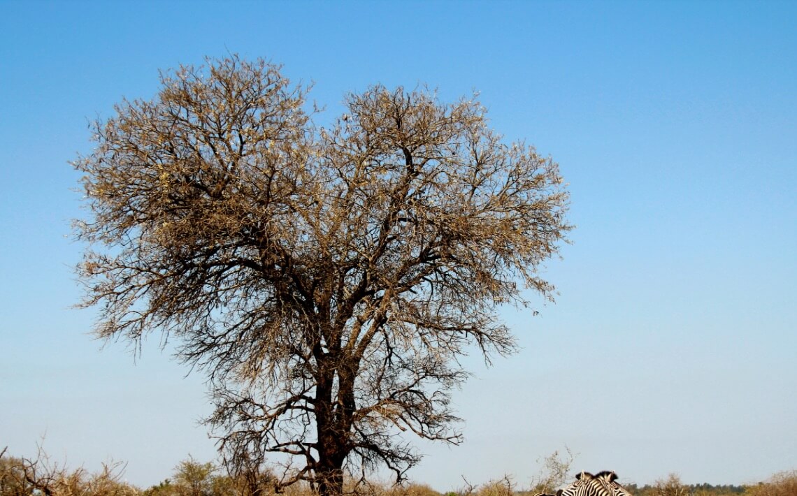 Transfer From Johannesburg Airport To Kruger Park airporttransfer.com